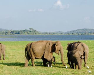 elephant-4037429_1280