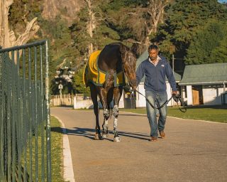 horse-4818515_1280