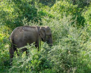 sri-lankan-elephant-4043778_1280