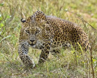 srilanka-trip-6889809_1280