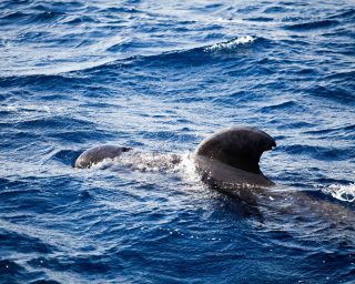 whale-3984668_1280